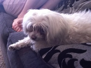 Millie